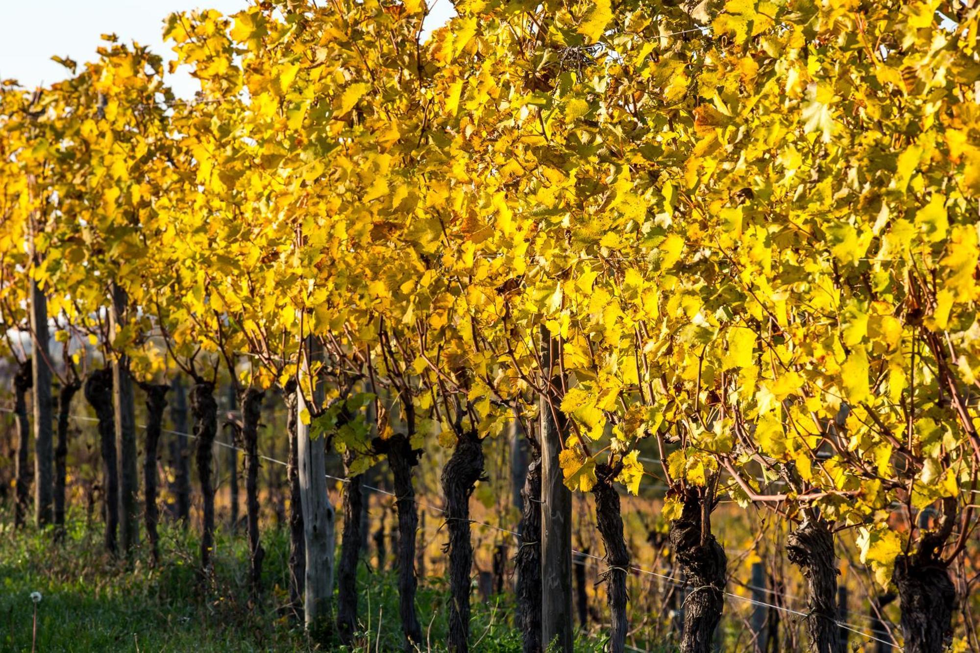 Azienda Agricola Moschioni Cividale del Friuli Exterior foto